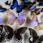 "Butterflies"
by Michelle Heyden
© Michelle Heyden