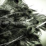 "Plumage"
by Michelle Heyden
© Michelle Heyden