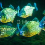 "Bowie Fish"
by Michelle Heyden
© Michelle Heyden