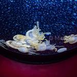 "Bubble"
by Michelle Heyden